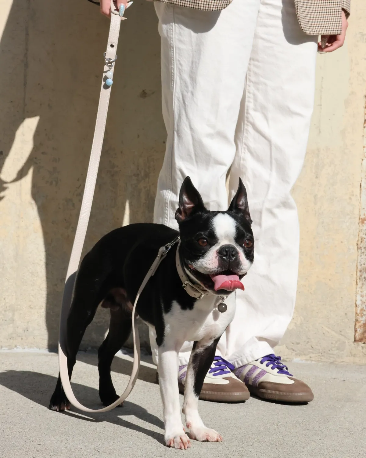 LuPetz Italian leather collar and leash — outdoor photo